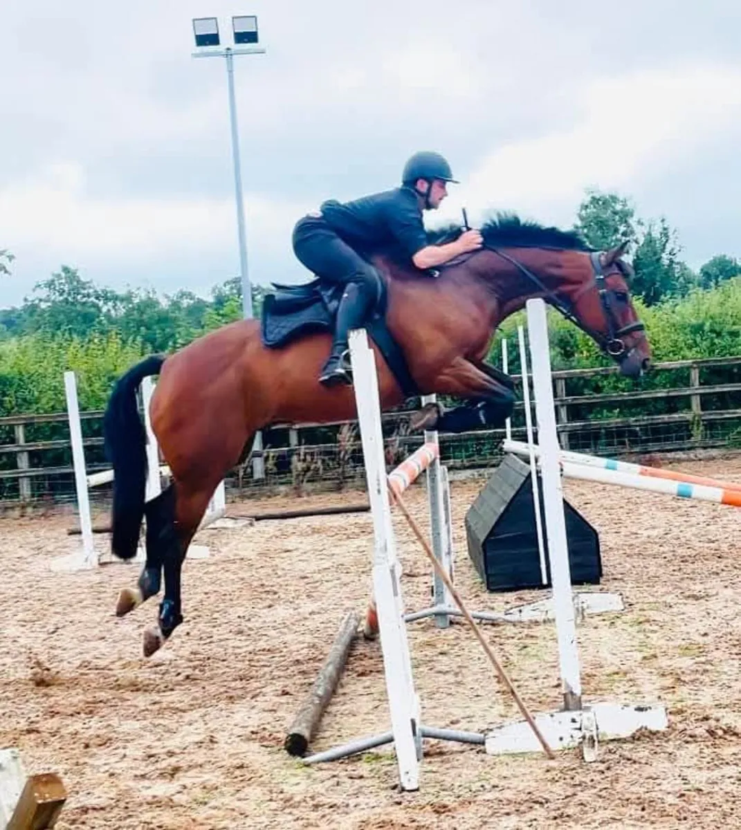 16.2hh 13 yr old school master gelding - Image 3
