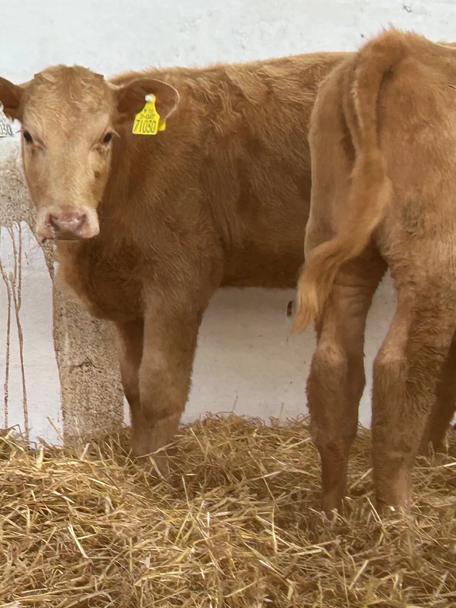 2 SUPER GOLDEN CH HEIFER RUNNERS - Image 4