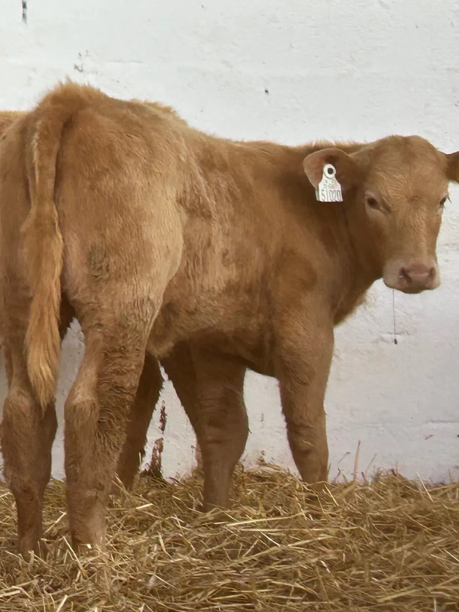 2 SUPER GOLDEN CH HEIFER RUNNERS - Image 3