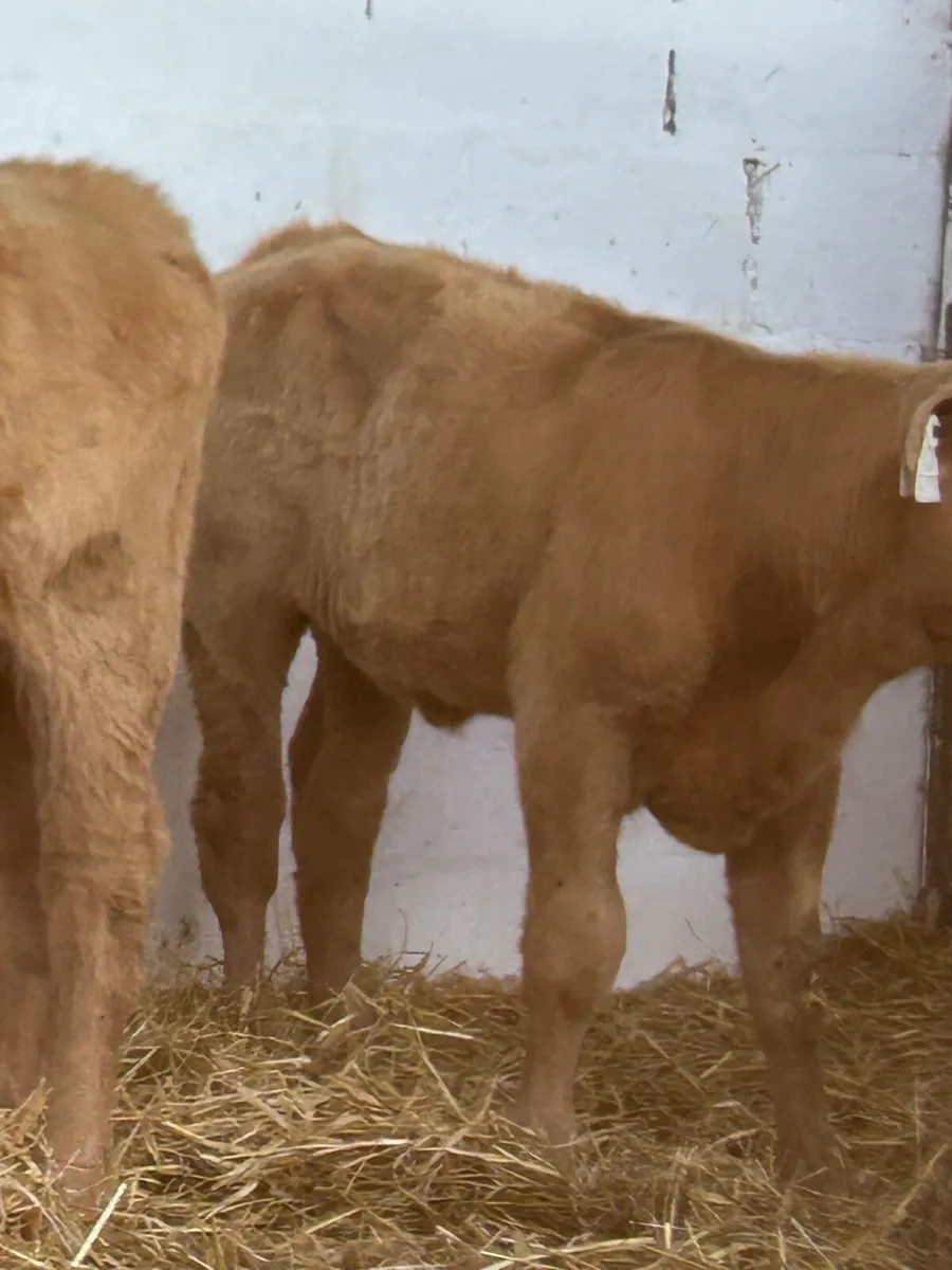 2 SUPER GOLDEN CH HEIFER RUNNERS - Image 2