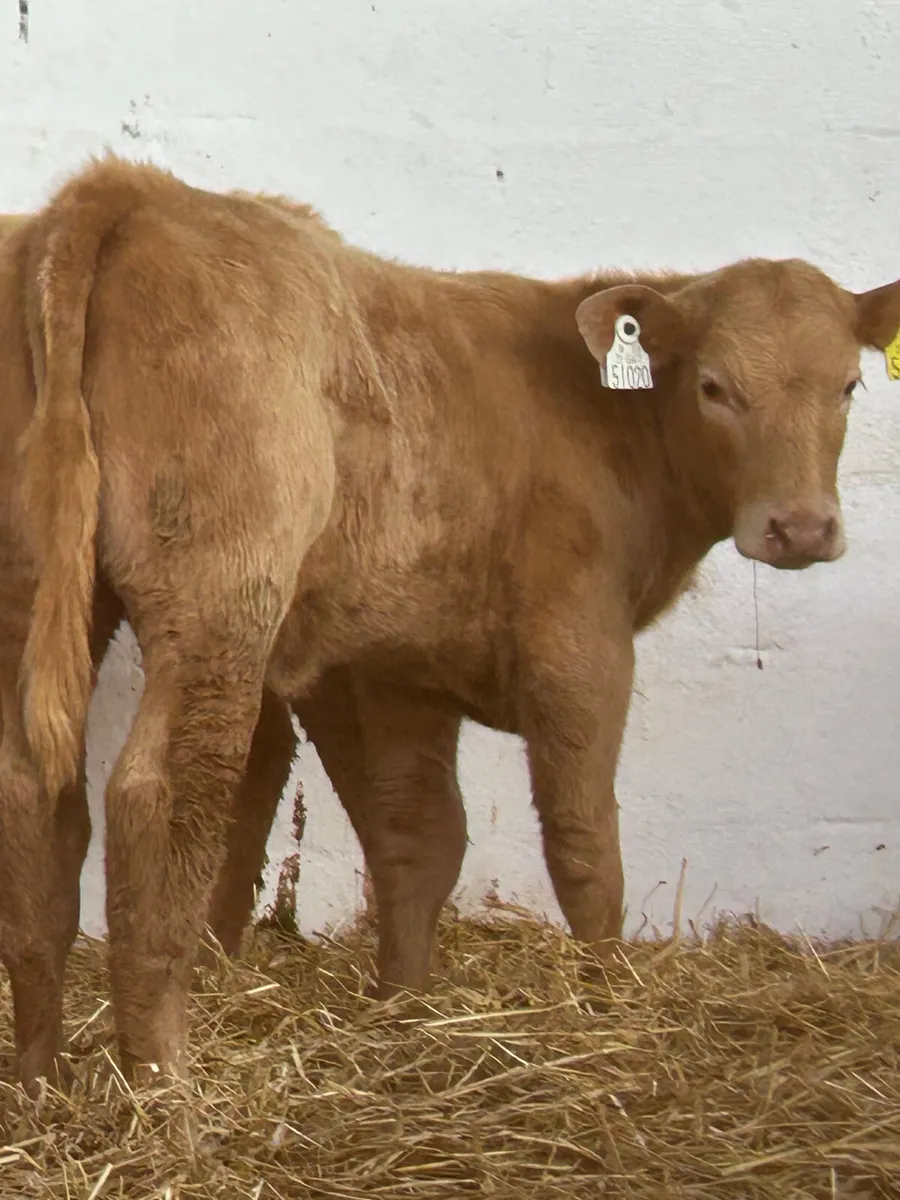 2 SUPER GOLDEN CH HEIFER RUNNERS - Image 1