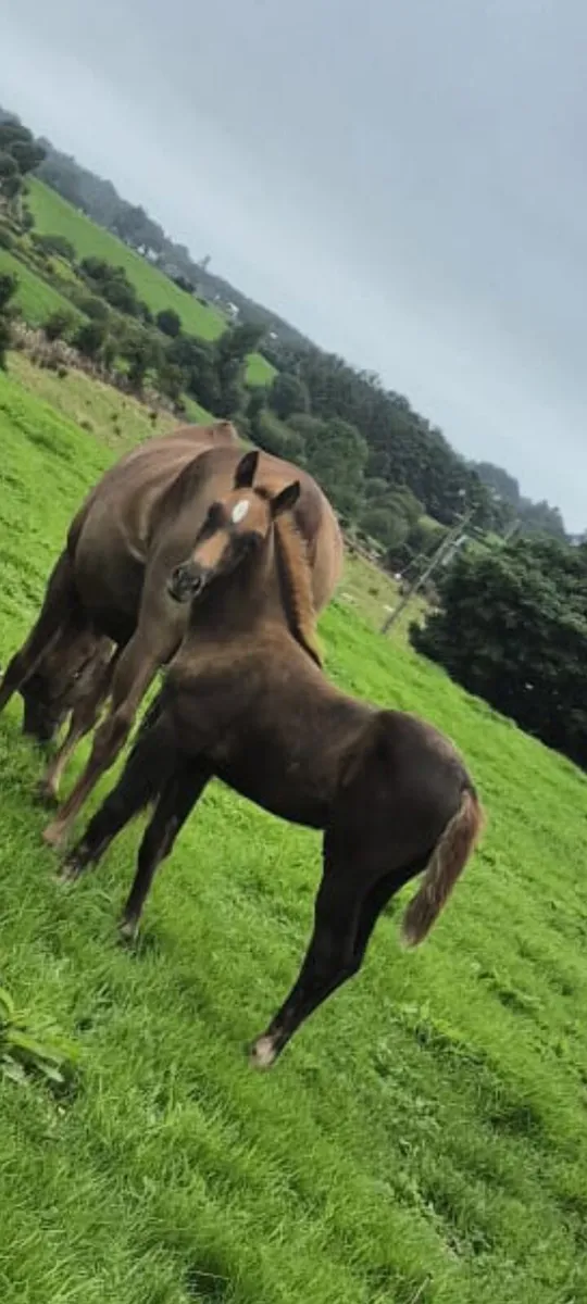 2026 Colt by Vancouver x Heartbreaker x Nimmerdor - Image 2