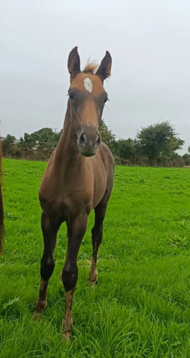 2026 Colt by Vancouver x Heartbreaker x Nimmerdor - Image 4