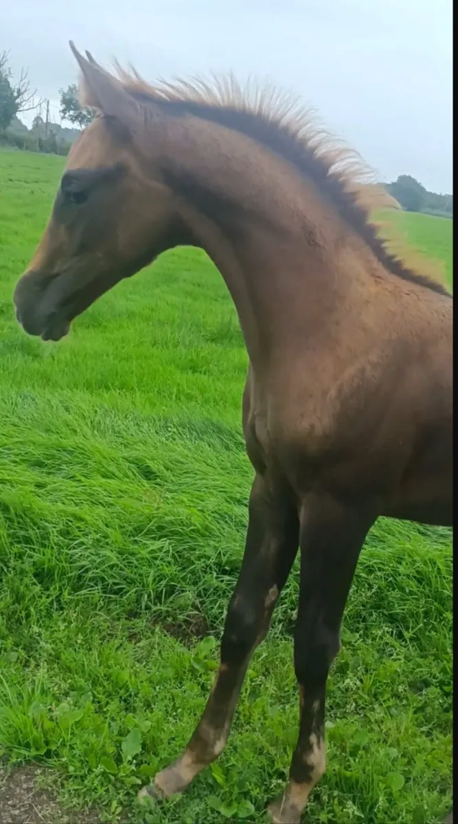2026 Colt by Vancouver x Heartbreaker x Nimmerdor - Image 3