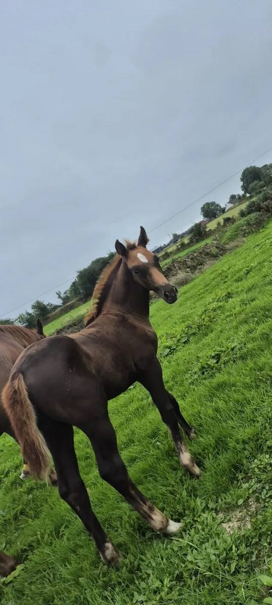 2026 Colt by Vancouver x Heartbreaker x Nimmerdor - Image 1