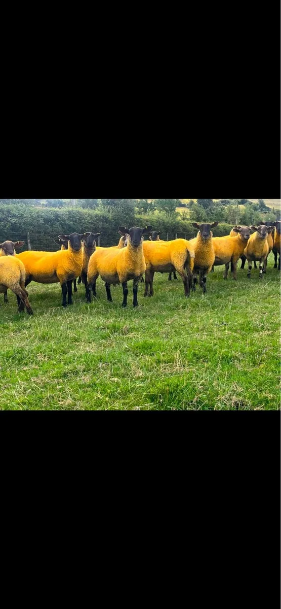 Suffolk x hoggets - Image 2