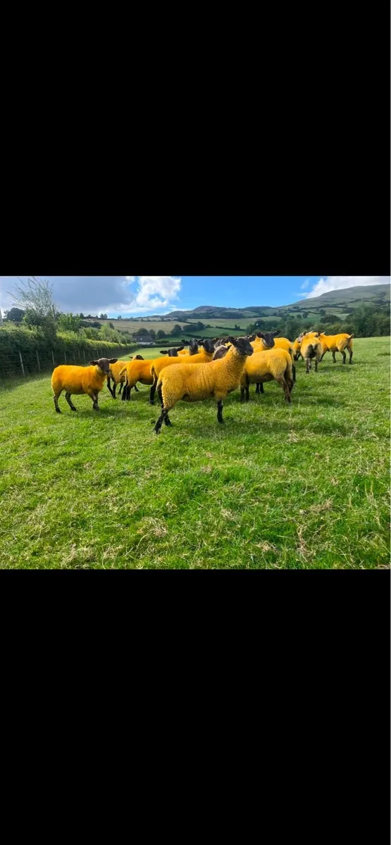 Suffolk x hoggets - Image 3