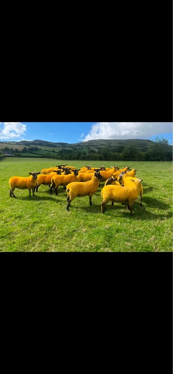 Suffolk x hoggets - Image 4