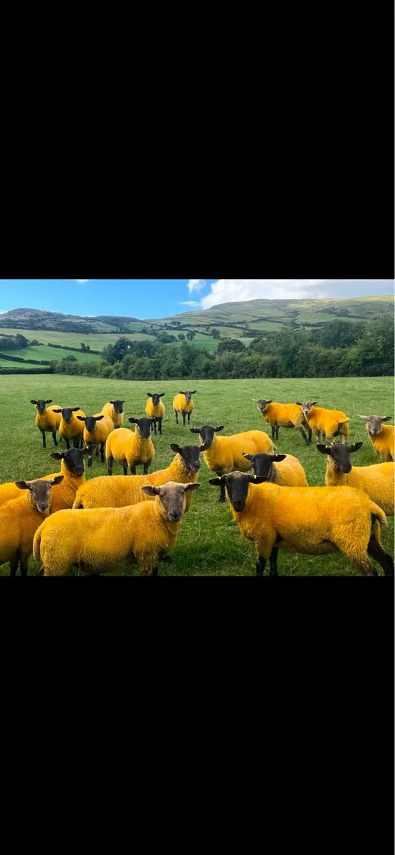 Suffolk x hoggets - Image 1