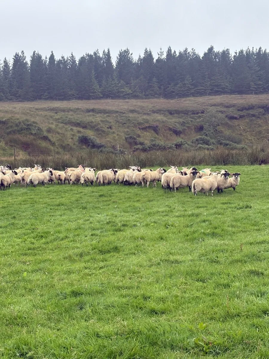 Organic lambs - Image 2