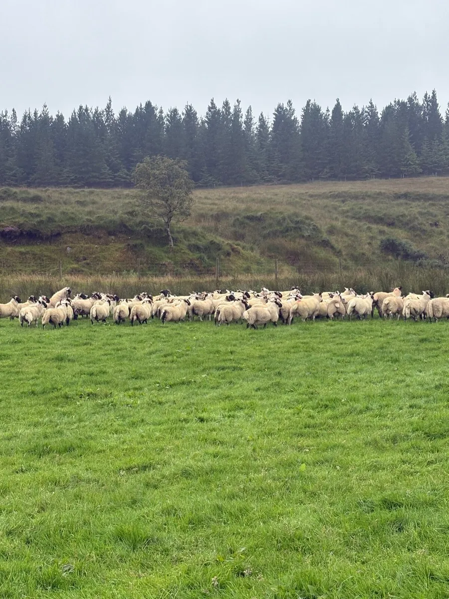 Organic lambs - Image 1