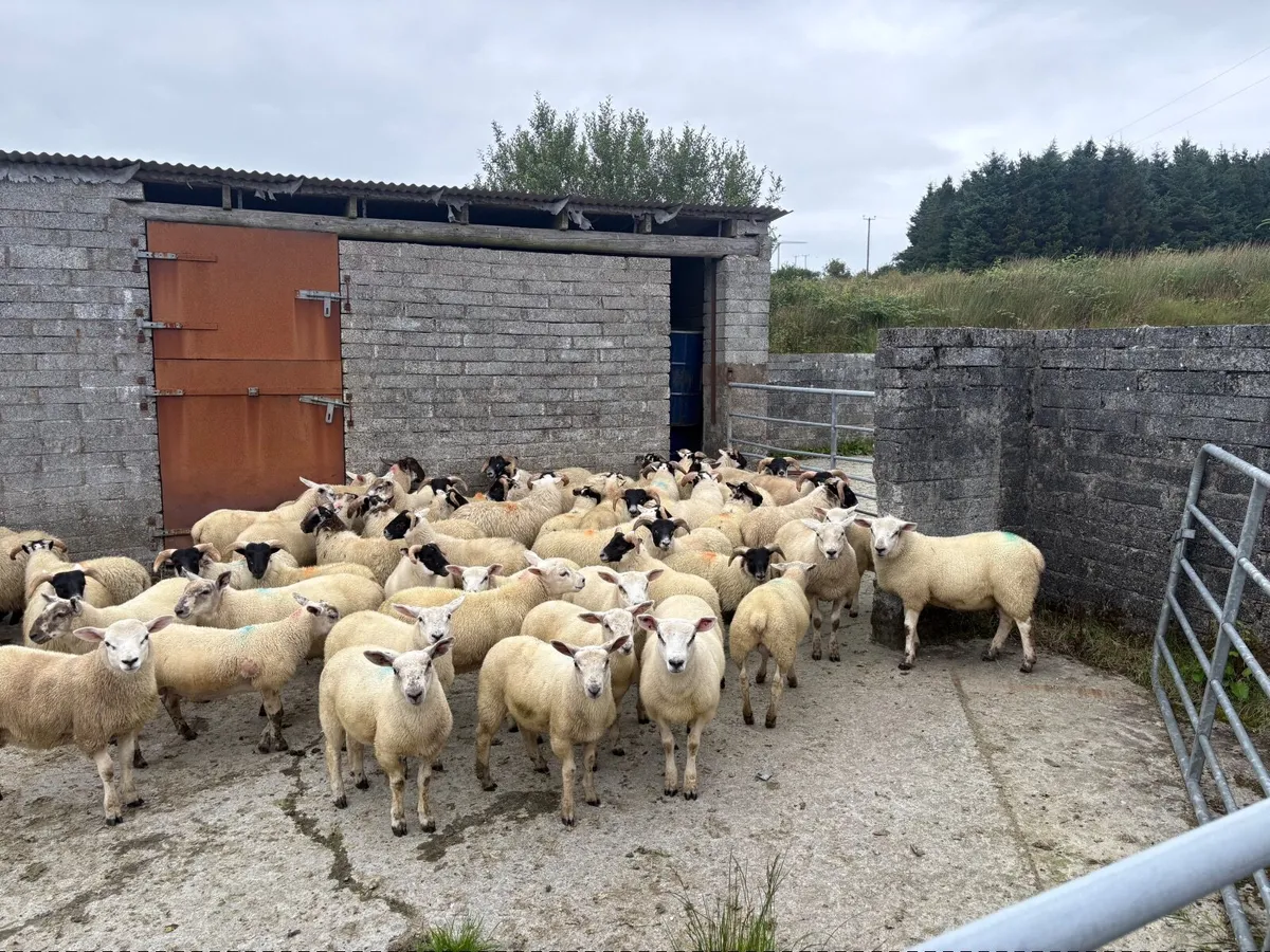 Organic lambs - Image 3