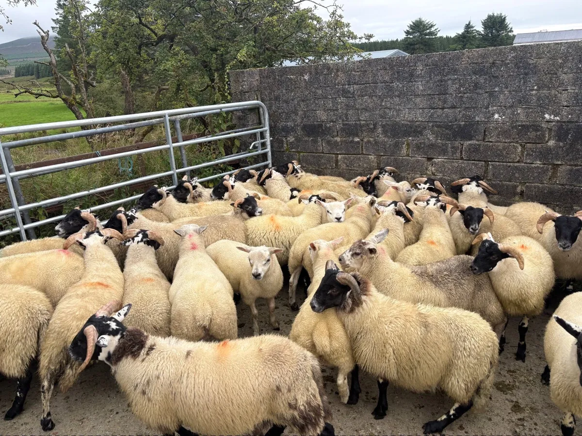 Organic lambs - Image 4