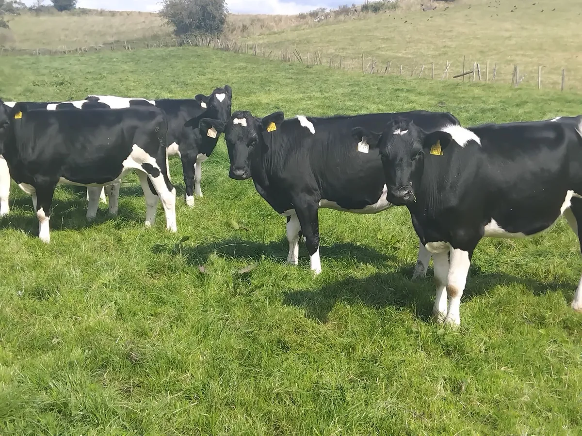 6 british friesian maiden heifers - Image 2