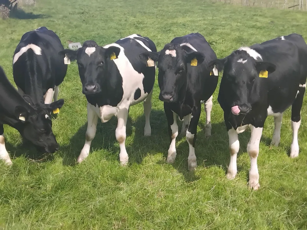 6 british friesian maiden heifers - Image 4