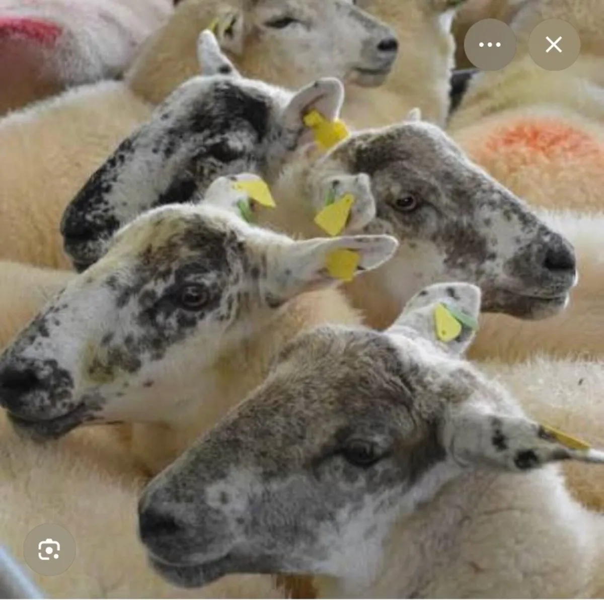 Ballinrobe special sale of Hiltex and Texel cross - Image 1
