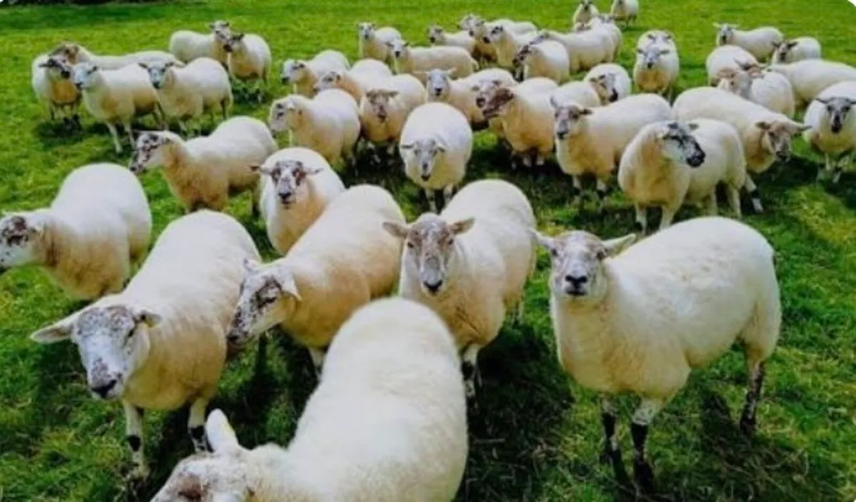 Ballinrobe special sale of Hiltex and Texel cross - Image 2