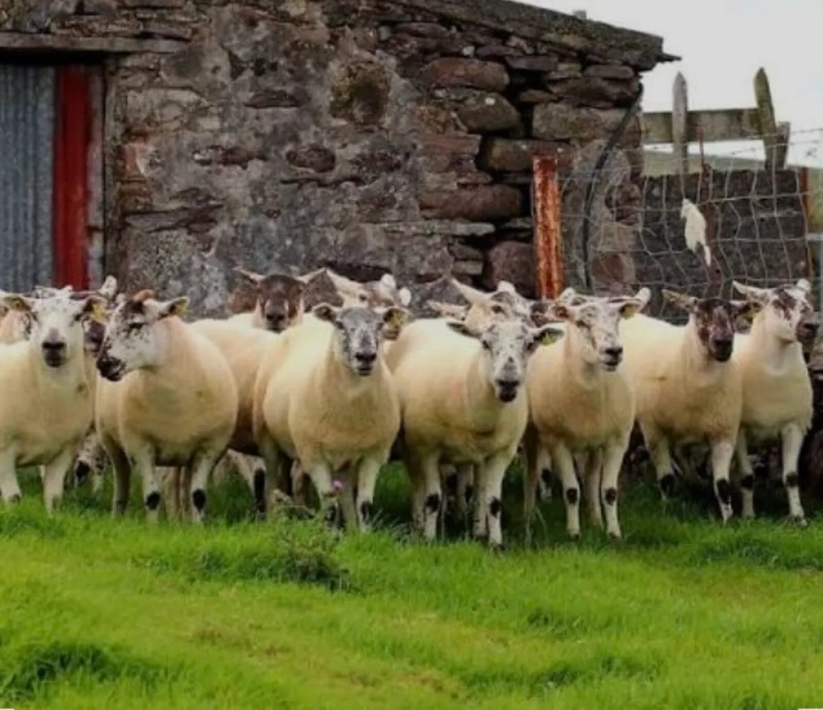Ballinrobe special sale of Hiltex and Texel cross - Image 3