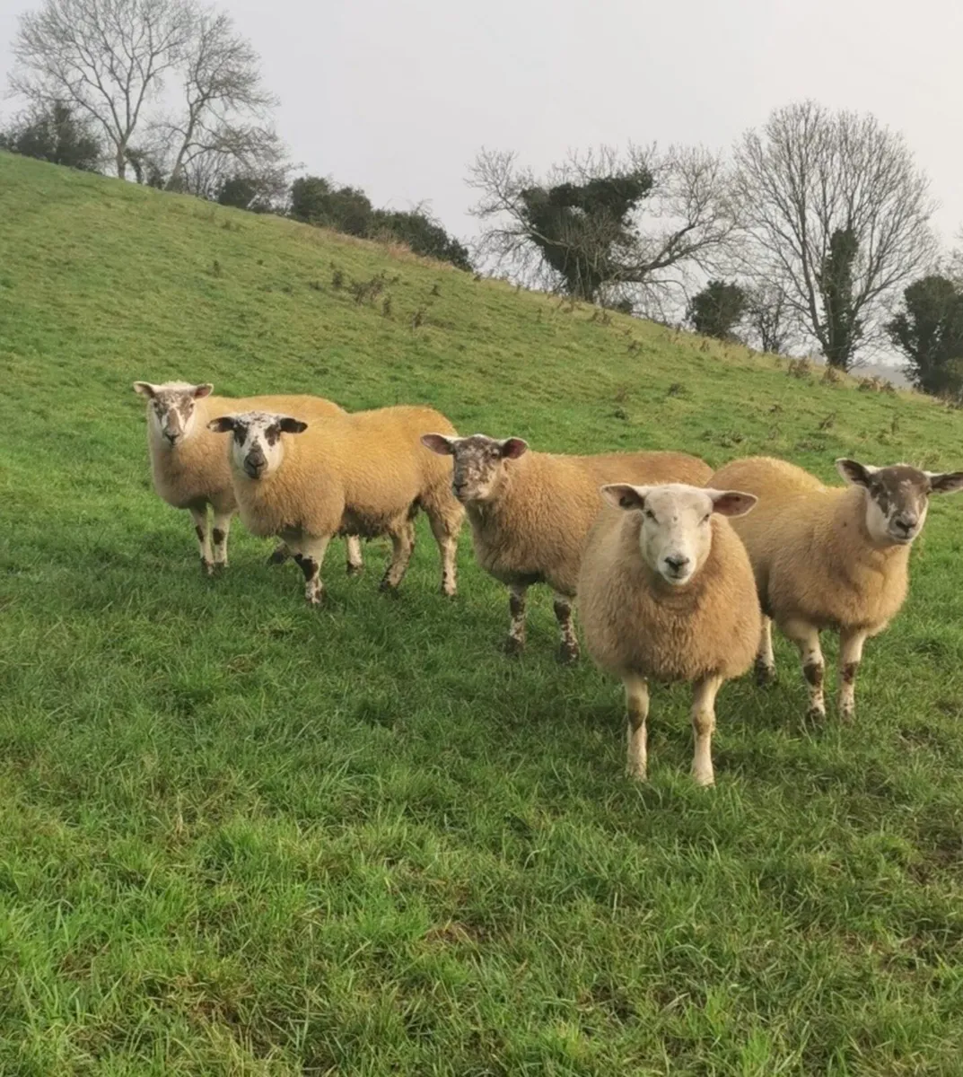 Ballinrobe special sale of Hiltex and Texel cross - Image 4