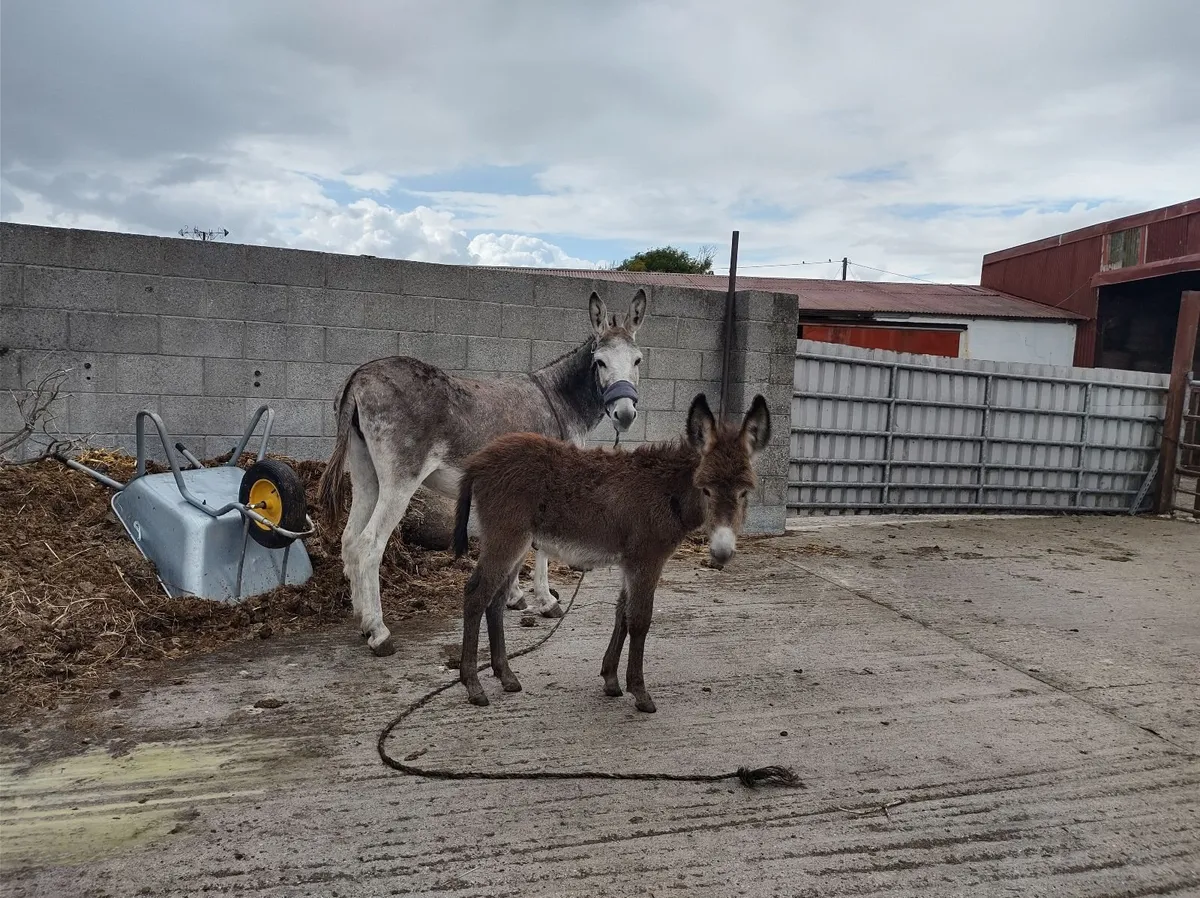 Donkeys - Image 2