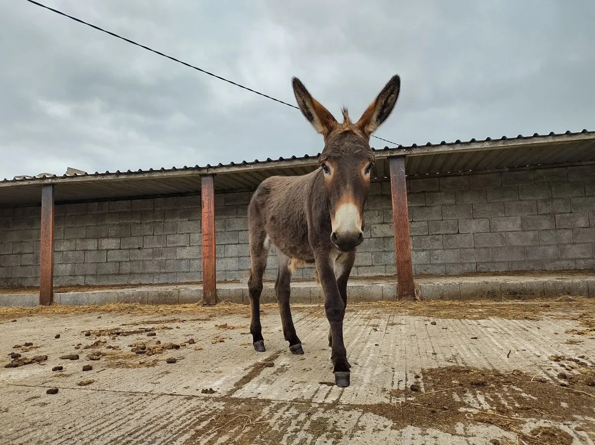 Donkeys - Image 3