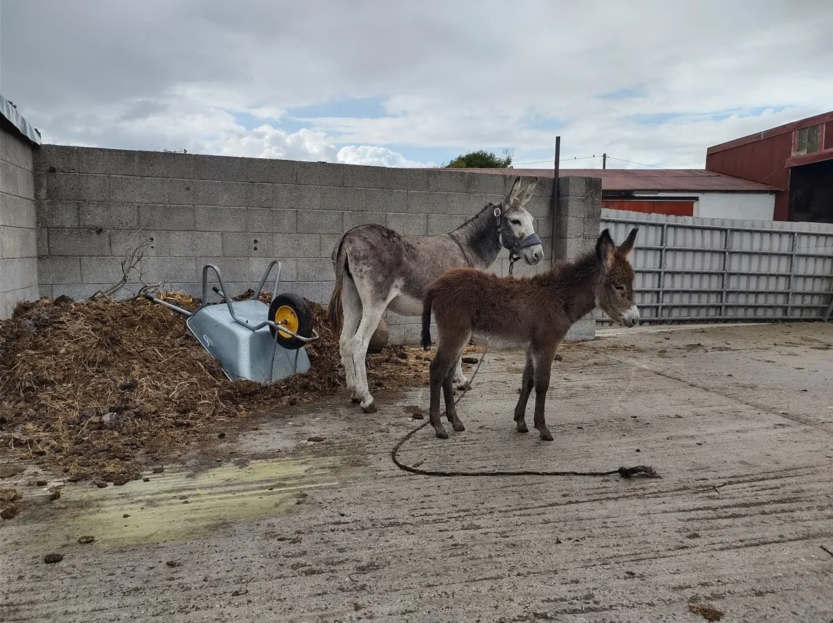 Donkeys - Image 4