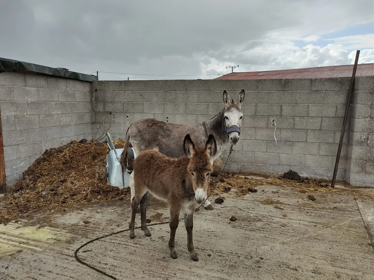 Donkeys - Image 1