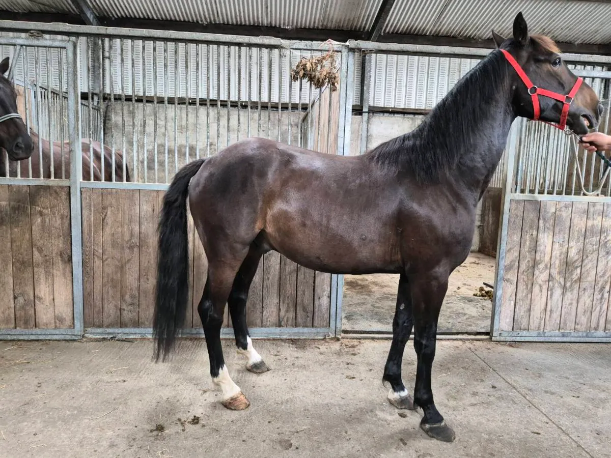 ISH Gelding - Image 2