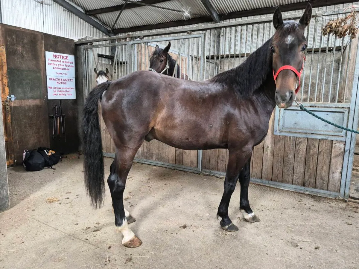 ISH Gelding - Image 3