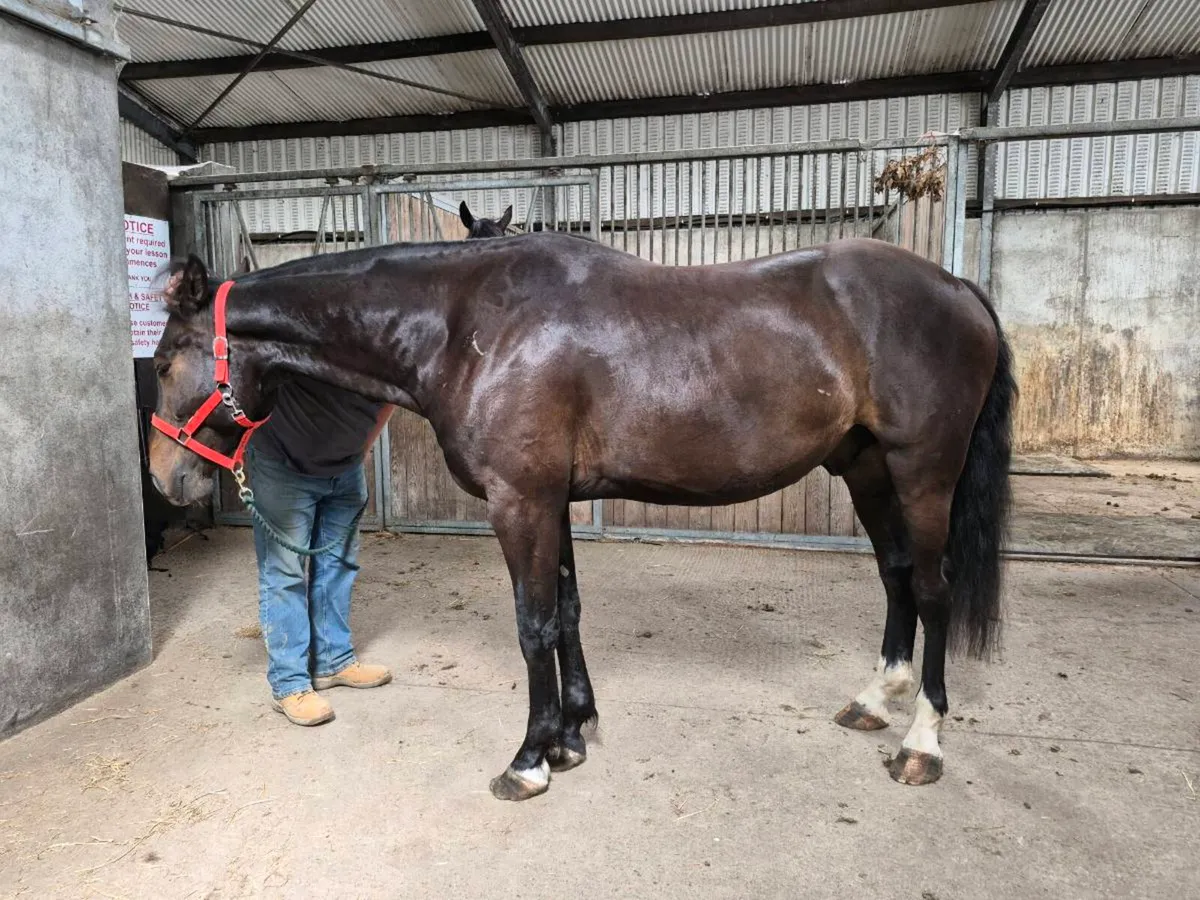 ISH Gelding - Image 4