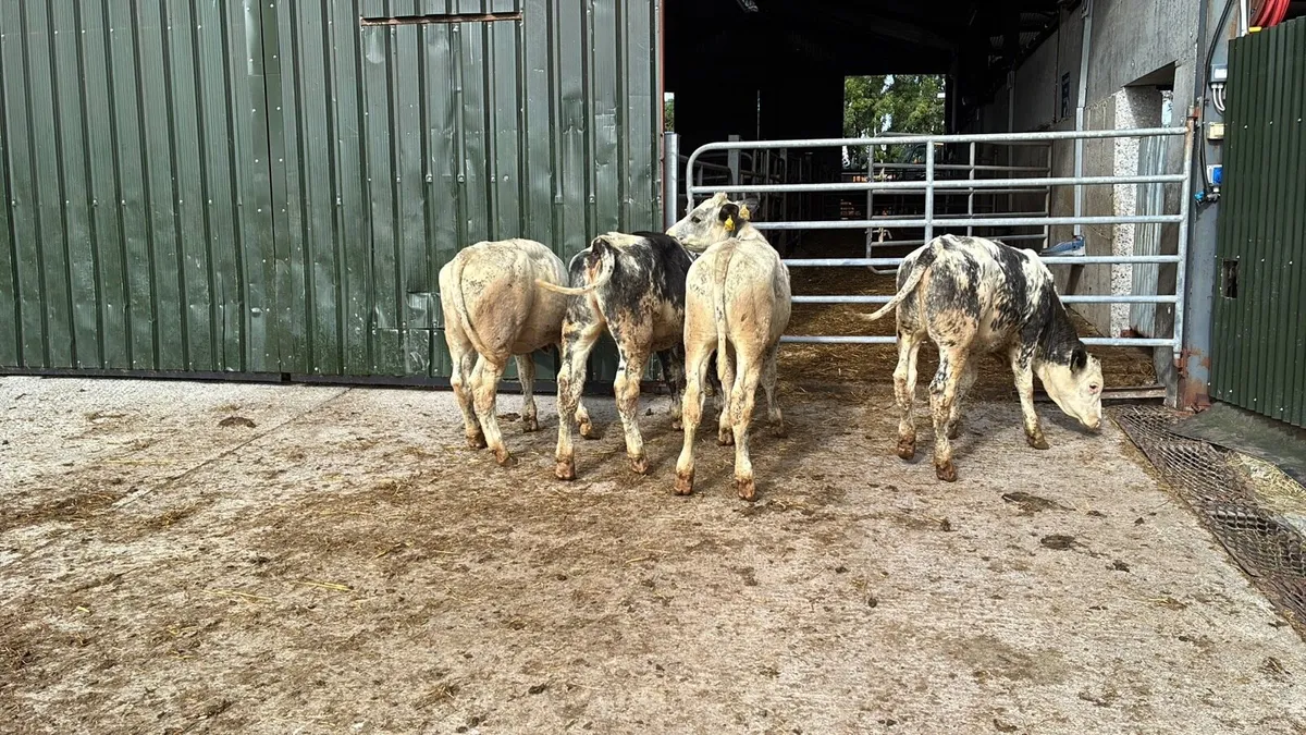 6 super Belgian blue weanling heifers - Image 4