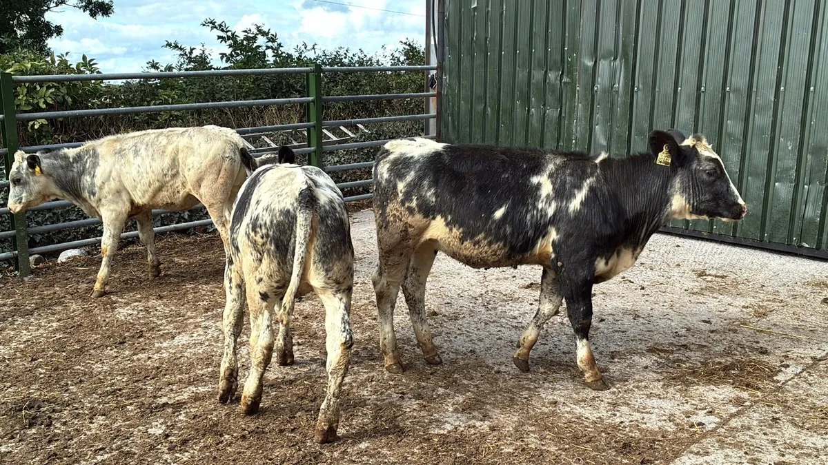 6 super Belgian blue weanling heifers - Image 1