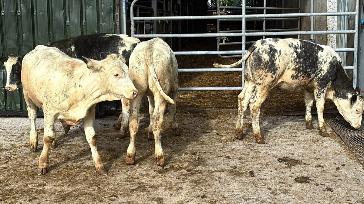 6 super Belgian blue weanling heifers - Image 2