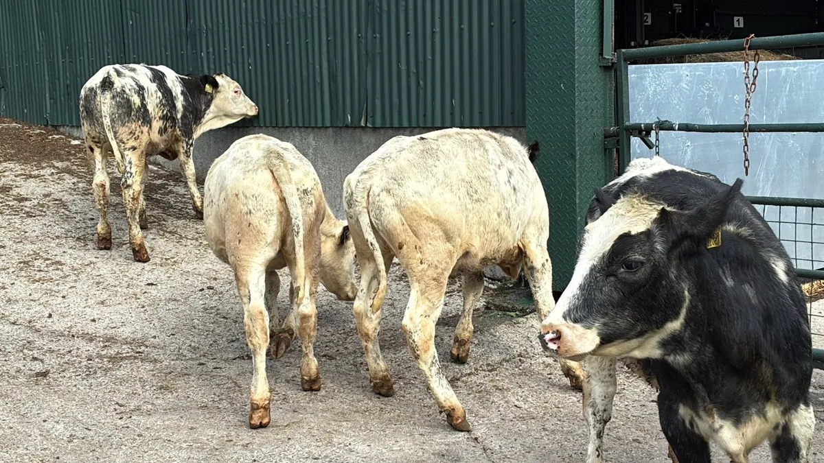 6 super Belgian blue weanling heifers - Image 3