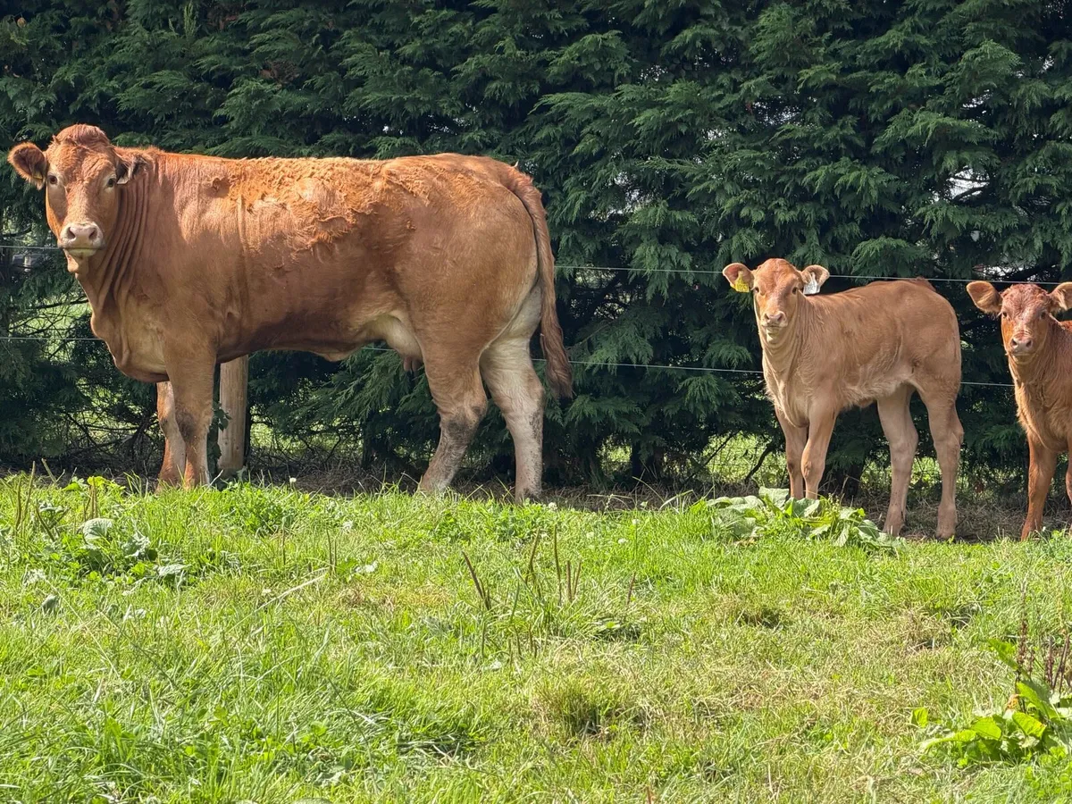 2 super cows and calves for tullamore mart - Image 2