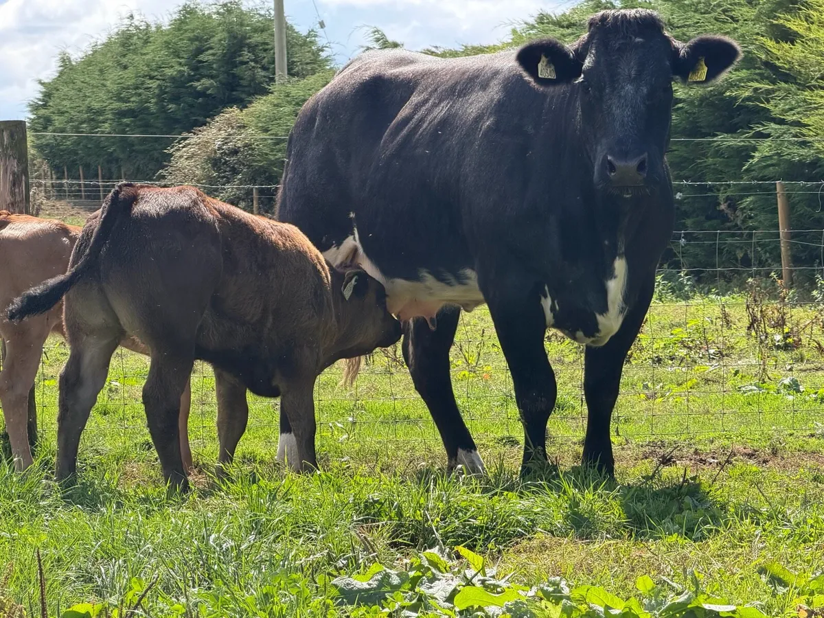 2 super cows and calves for tullamore mart - Image 1