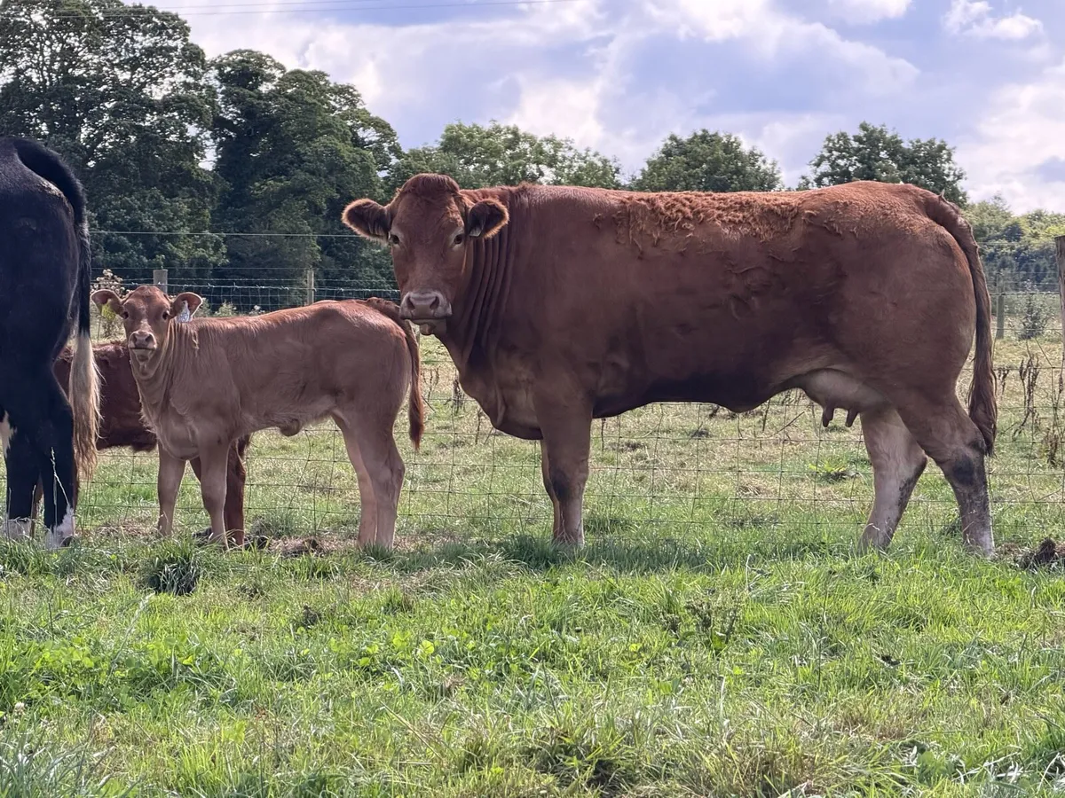 2 super cows and calves for tullamore mart - Image 3