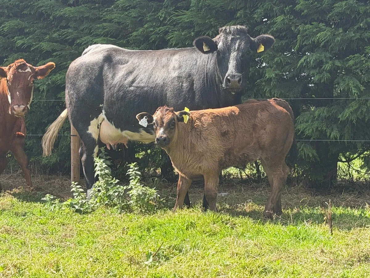 2 super cows and calves for tullamore mart - Image 4