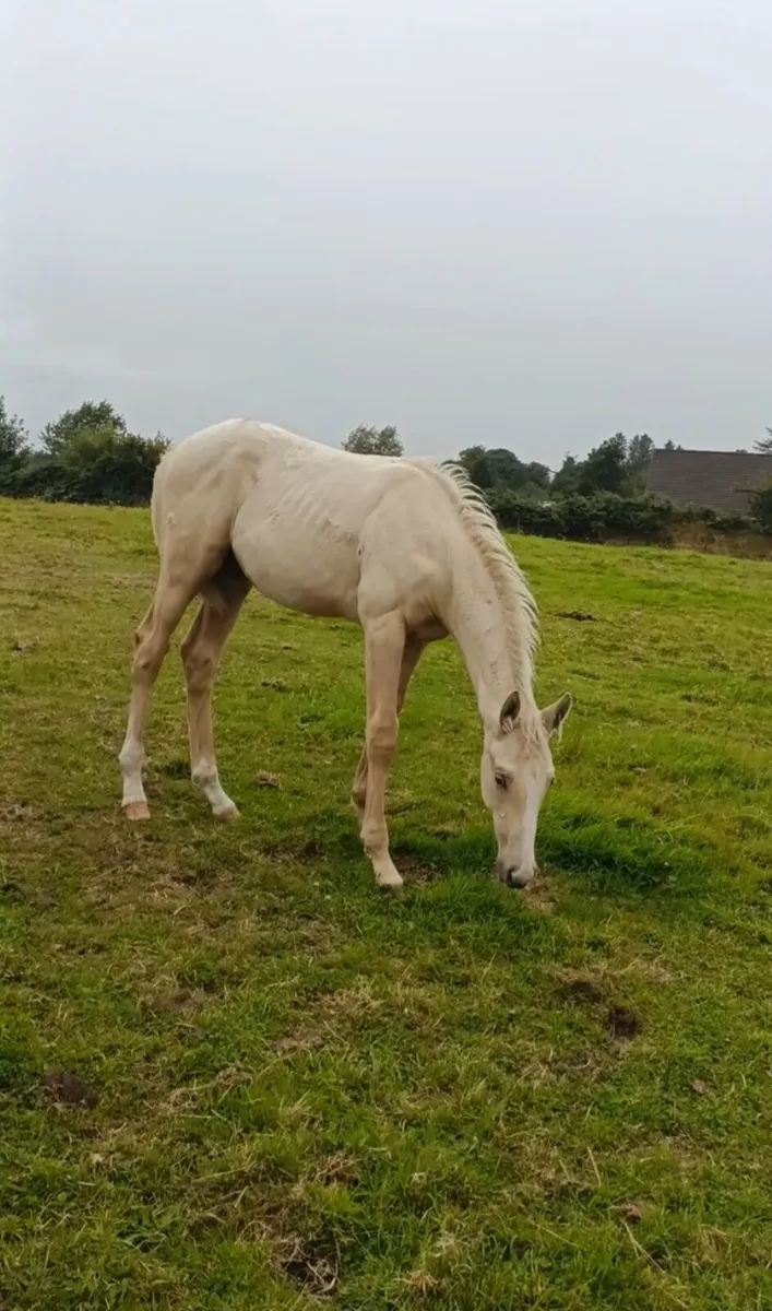 2026 Colt foal - Image 2