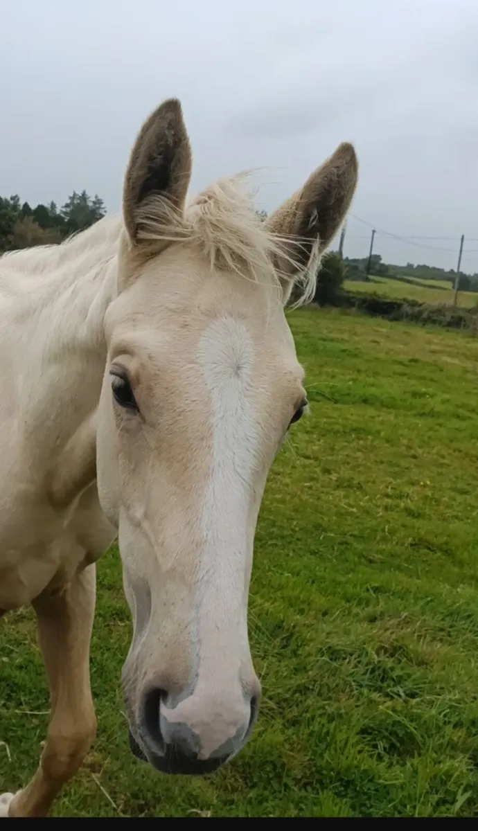 2026 Colt foal - Image 3