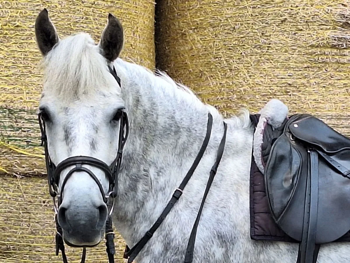 4yrs Gelding 148 SJI registered  Clifden Mon24 - Image 2