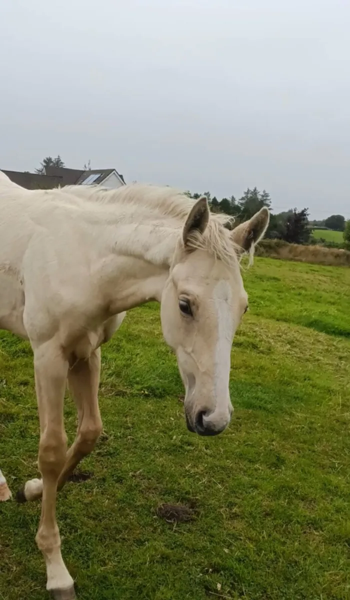 2026 Colt foal - Image 1