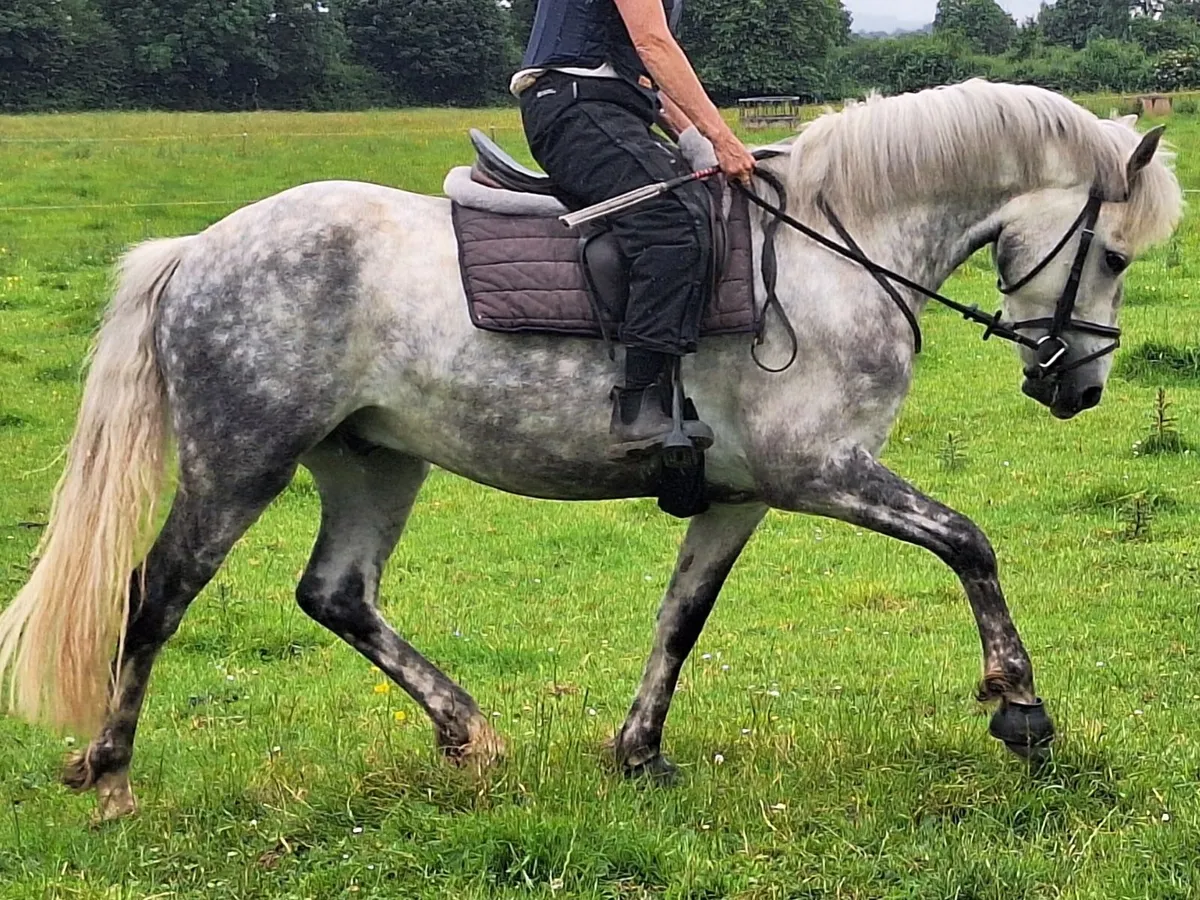 4yrs Gelding 148 SJI registered  Clifden Mon24 - Image 3