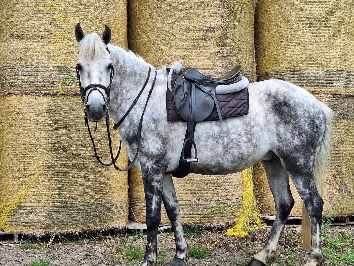 4yrs Gelding 148 SJI registered  Clifden Mon24 - Image 4