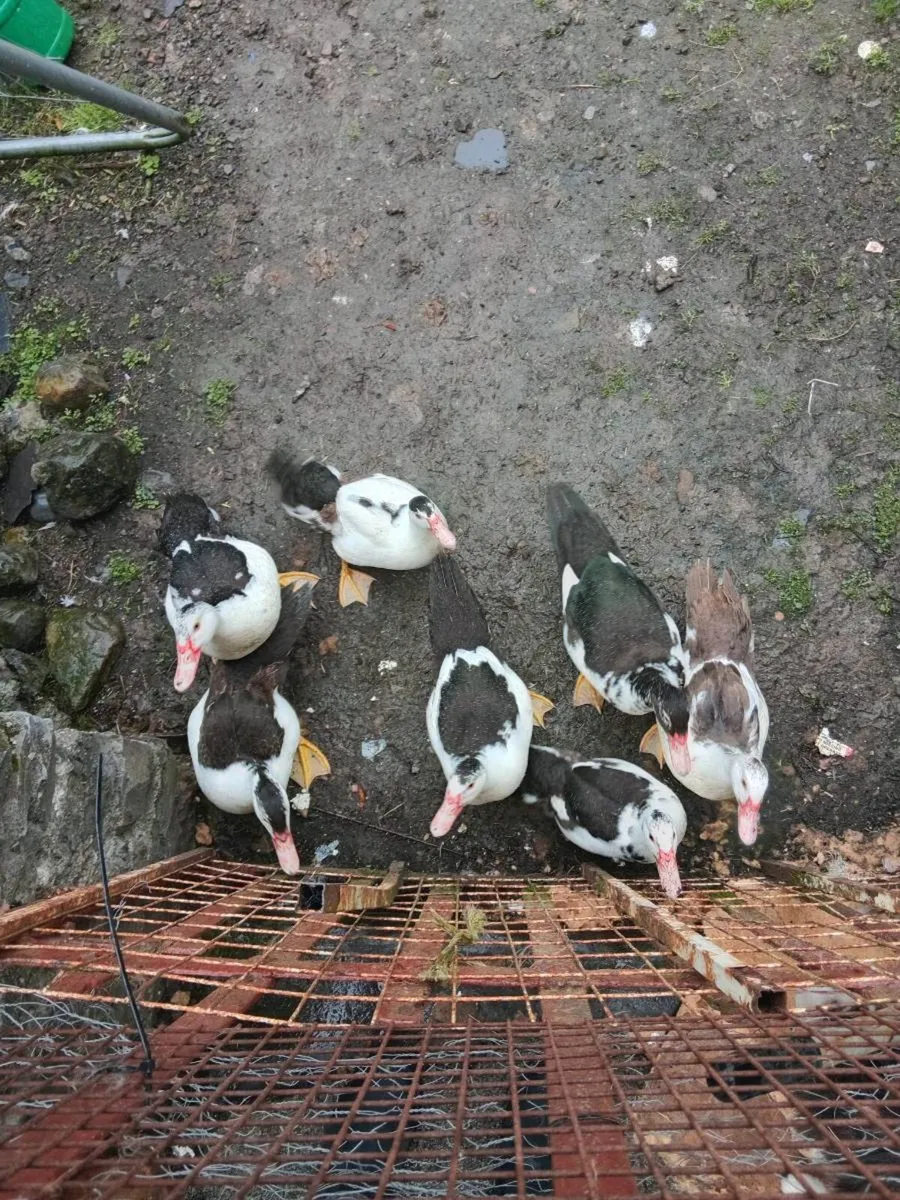 Ducks and Drakes - Image 1