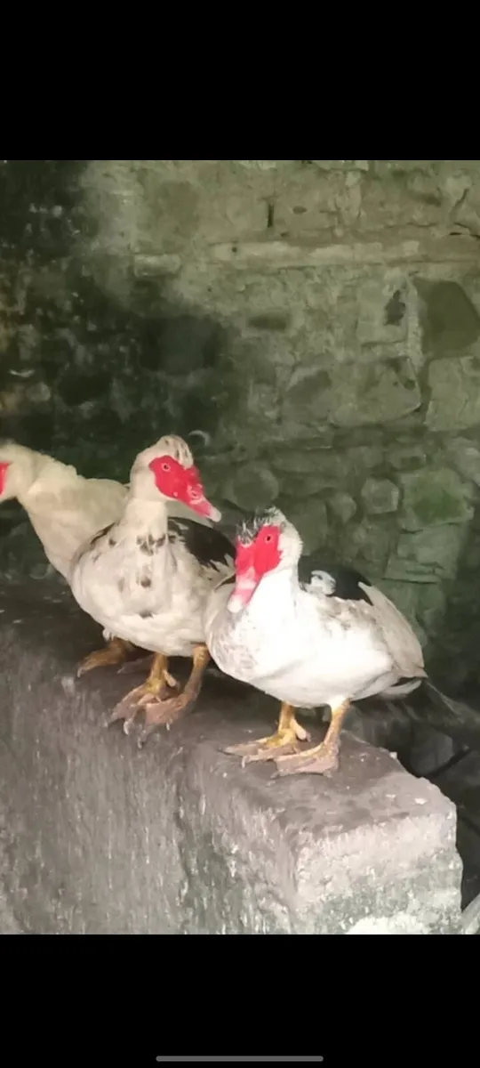 Ducks and Drakes - Image 2