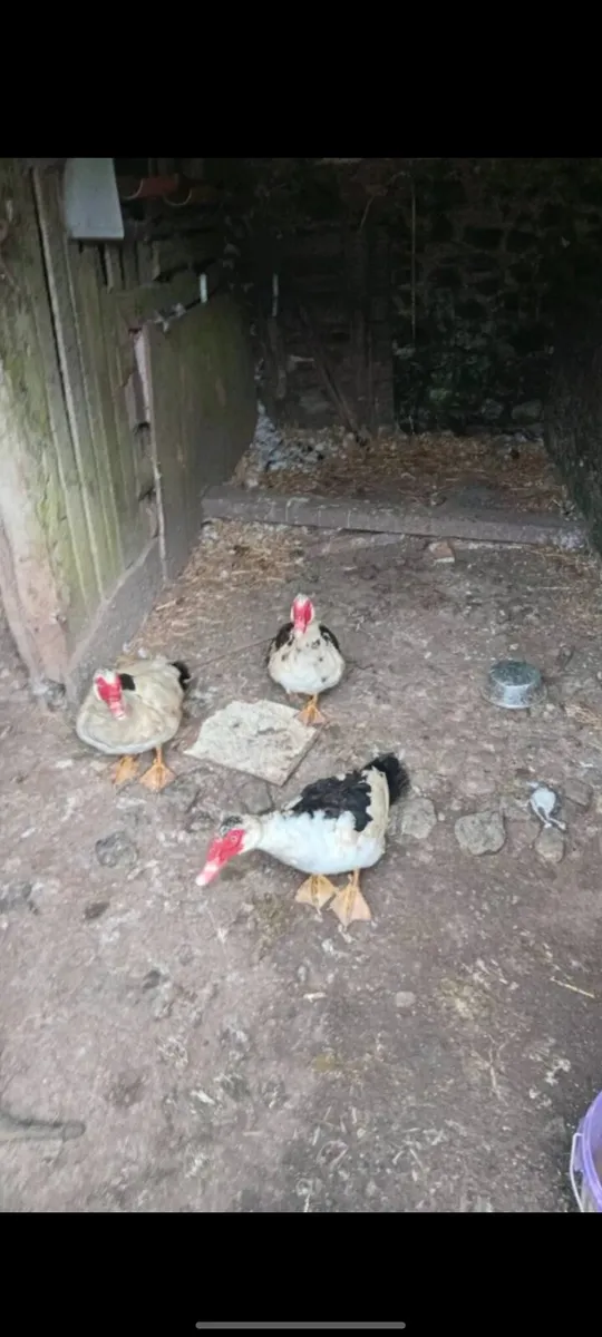 Ducks and Drakes - Image 3