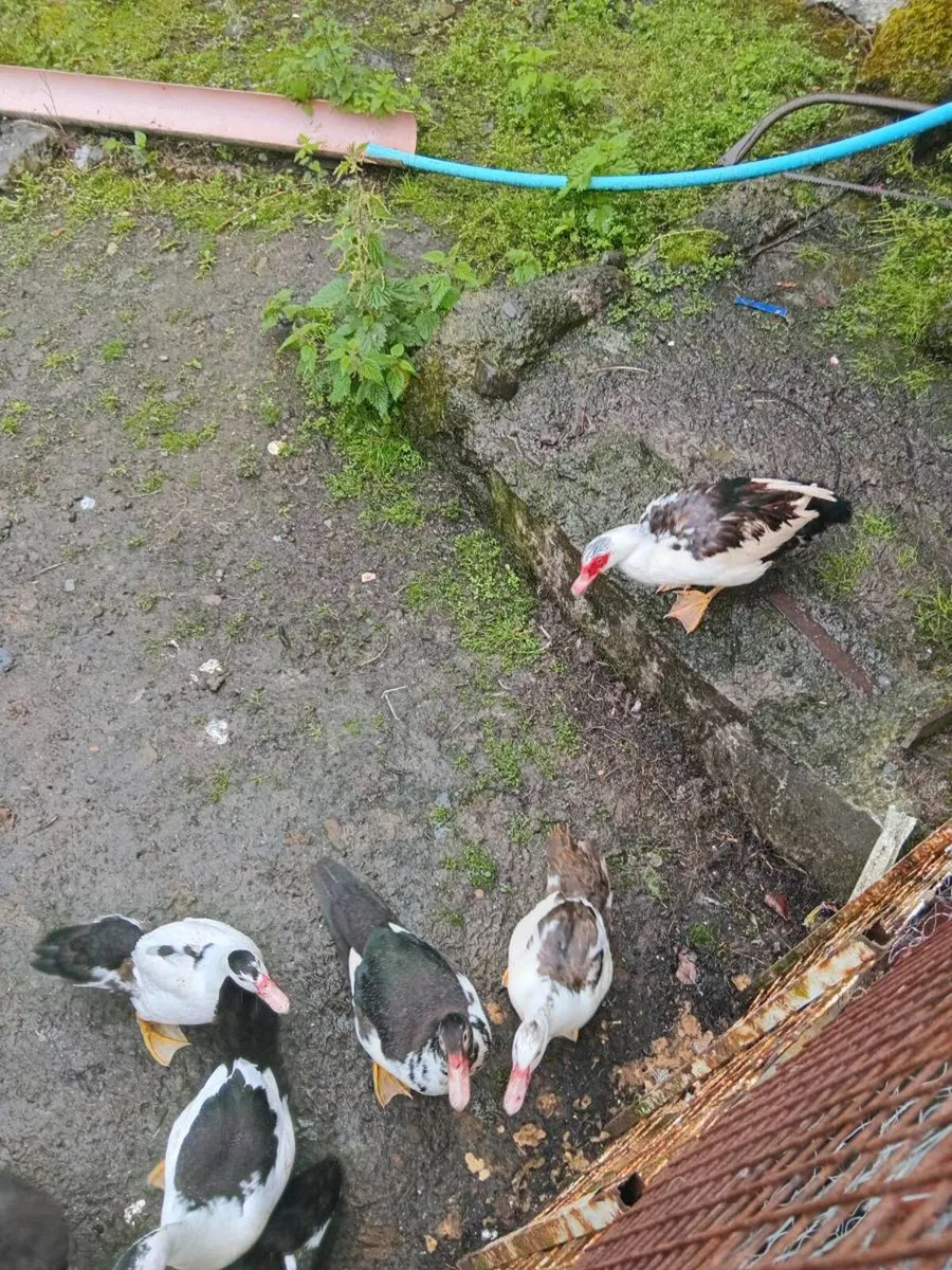 Ducks and Drakes - Image 4