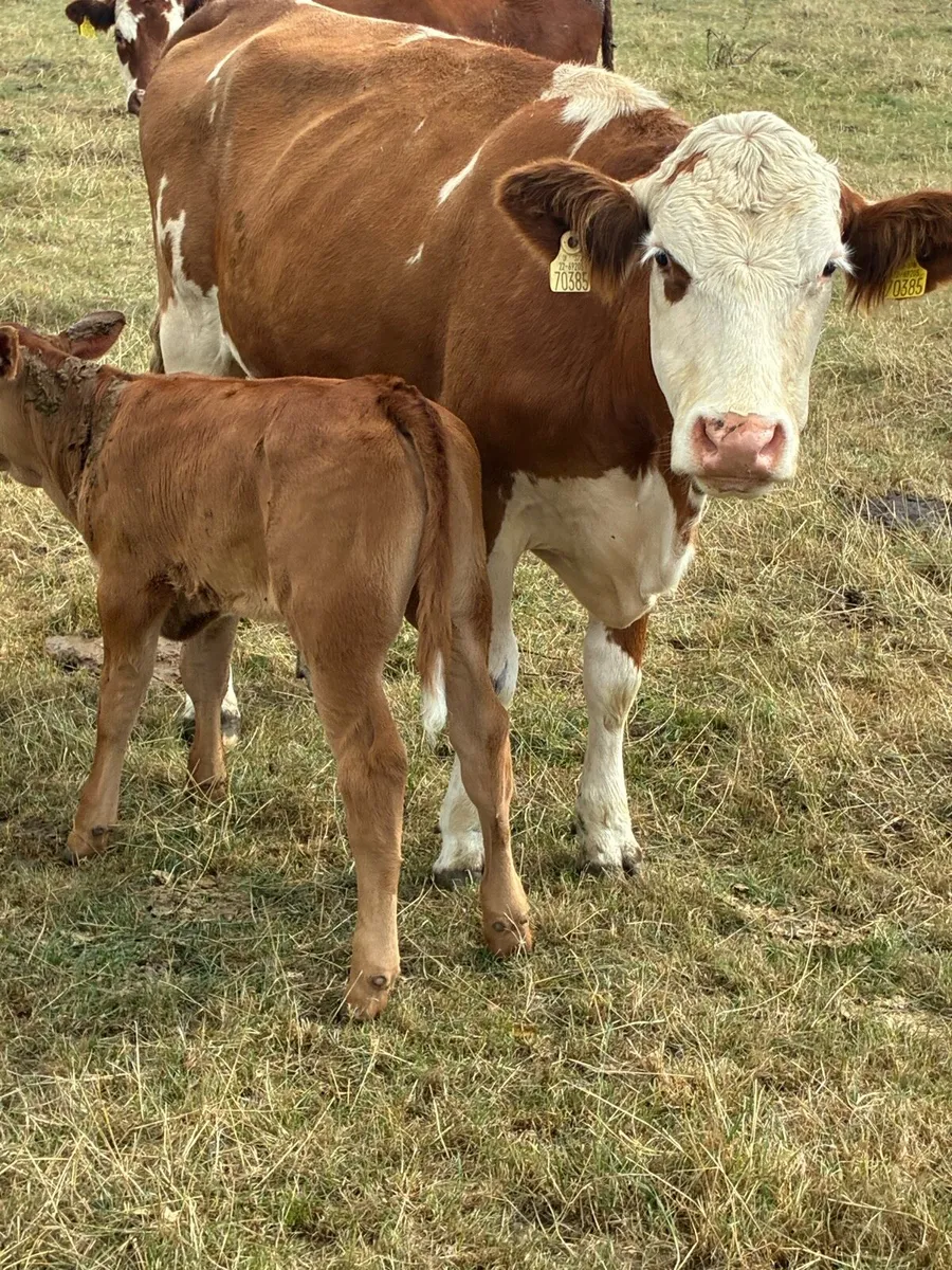 First calved Heiffers - Image 1