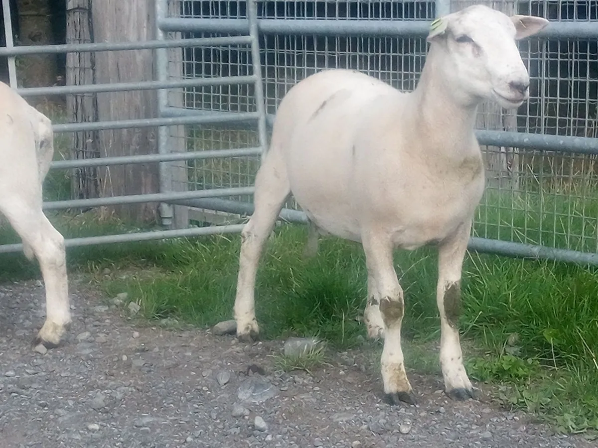 Easy Care Ram Lambs - Image 2
